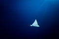 Spotted Eagle Ray - Aetobatus ocellatus - swimming below the sun. Royalty Free Stock Photo