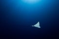 Spotted Eagle Ray - Aetobatus ocellatus - swimming below the sun. Royalty Free Stock Photo