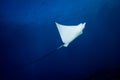 Spotted Eagle Ray - Aetobatus ocellatus - swimming below the sun. Royalty Free Stock Photo