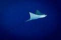 Spotted Eagle Ray - Aetobatus ocellatus - swimming in the blue. Royalty Free Stock Photo