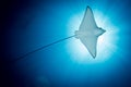 Spotted Eagle Ray - Aetobatus ocellatus - swimming under the sun. Royalty Free Stock Photo