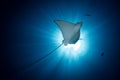 Spotted Eagle Ray - Aetobatus ocellatus - swimming under the sun. Royalty Free Stock Photo