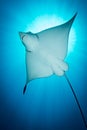Spotted Eagle Ray - Aetobatus ocellatus - swimming under the sun. Royalty Free Stock Photo