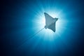 Spotted Eagle Ray - Aetobatus ocellatus - swimming under the sun. Royalty Free Stock Photo