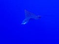 Spotted Eagle Ray Close Up Profile Deep Blue Clear Ocean Royalty Free Stock Photo