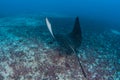 Swimming Spotted Eagle Ray Royalty Free Stock Photo