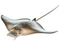 Spotted Eagle Ray Isolated on White Background Royalty Free Stock Photo