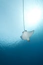 Spotted eagle ray and ocean Royalty Free Stock Photo