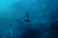 Spotted Eagle ray in Red Sea Royalty Free Stock Photo