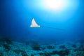 Spotted Eagle Ray and sunbeams Royalty Free Stock Photo