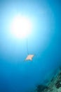 Spotted Eagle Ray and sunbeams Royalty Free Stock Photo