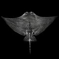 Spotted eagle ray swimming with open wings on black background Royalty Free Stock Photo