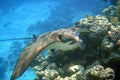 Spotted Eagle-rays Aetobatus narinari Red sea Royalty Free Stock Photo