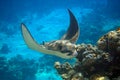 Spotted Eagle-rays Aetobatus narinari Red sea Royalty Free Stock Photo