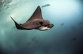 Spotted eagle rays Aetobatus narinari swimming underwater Royalty Free Stock Photo