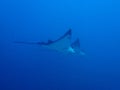 Spotted Eagle-rays couples