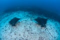 Spotted Eagle Rays in Deep Water Royalty Free Stock Photo