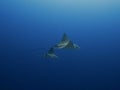 Spotted eagle rays gliding through the ocean, east coast of Bonaire, Dutch Antilles.