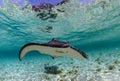 Spotted eagleray and manta ray in ocean Royalty Free Stock Photo