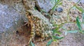 Spotted earthen toad sits on stones