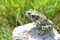 Spotted an earthen toad sitting on a stone, close-up. Bufo bufo. Green toad Bufo viridis Photo Macro Royalty Free Stock Photo