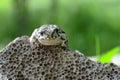 Spotted an earthen toad sitting on a stone, close-up. Bufo bufo. Green toad Bufo viridis Photo Macro Royalty Free Stock Photo