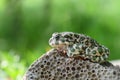 Spotted an earthen toad sitting on a stone, close-up. Bufo bufo. Green toad Bufo viridis Photo Macro Royalty Free Stock Photo