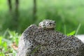 Spotted an earthen toad sitting on a stone, close-up. Bufo bufo. Green toad Bufo viridis Photo Macro Royalty Free Stock Photo