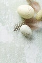 Spotted Easter eggs with feathers Royalty Free Stock Photo