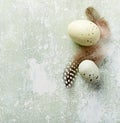 Spotted Easter eggs with feathers Royalty Free Stock Photo