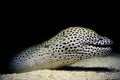 Spotted eel Royalty Free Stock Photo