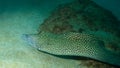 A spotted eel on the sea floor Royalty Free Stock Photo