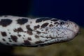 Spotted Eel