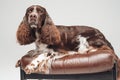 Spotted english springer dog lying on leather chair Royalty Free Stock Photo