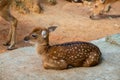 Cute baby deer laying on the ground in contact zoo