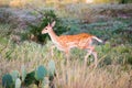 Spotted Fallow Fawn Royalty Free Stock Photo