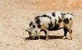 A spotted farm pig Royalty Free Stock Photo