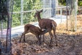 Spotted fawn drinking milk from his mother Royalty Free Stock Photo