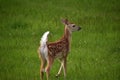 Spotted Fawn with a Fluffy White Tail in a Grass Field Royalty Free Stock Photo