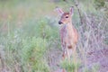 Spotted fawn in spring Royalty Free Stock Photo