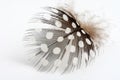 Spotted Feather Royalty Free Stock Photo