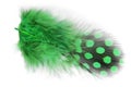 Spotted feather isolated Royalty Free Stock Photo