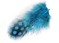 Spotted feather isolated Royalty Free Stock Photo