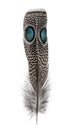 Spotted feather of a Palawan peacock-pheasant with two Eyespots, Polyplectron napoleonis, isolated on white Royalty Free Stock Photo