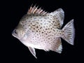 Spotted fish isolated Royalty Free Stock Photo