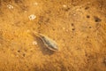 Spotted fish in the shallows Royalty Free Stock Photo