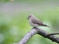 Spotted flycatcher Royalty Free Stock Photo