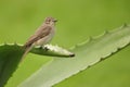 Spotted flycatcher Royalty Free Stock Photo