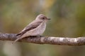 Spotted Flycatcher Royalty Free Stock Photo