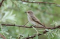 Spotted flycatcher Royalty Free Stock Photo